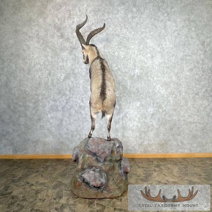 Spanish Ibex Life-Size Taxidermy Mount For Sale - Image 8