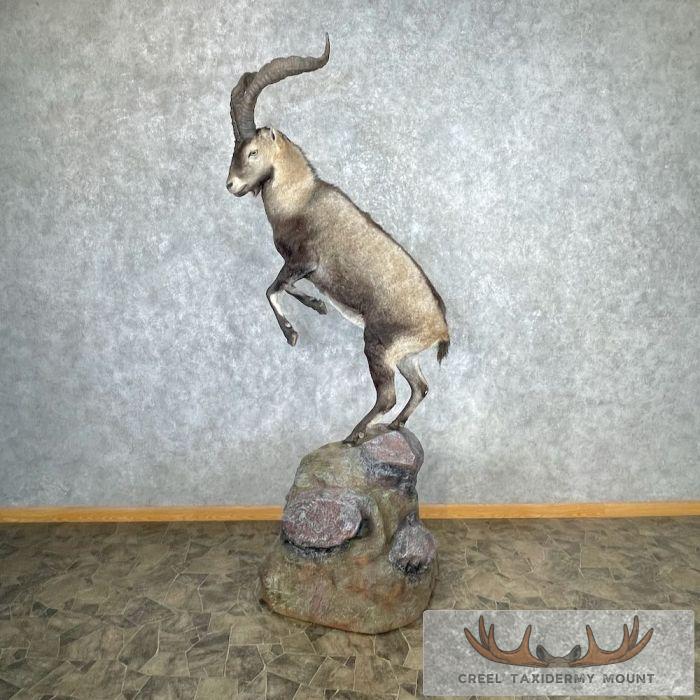 Spanish Ibex Life-Size Taxidermy Mount For Sale - Image 9