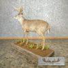 Whitetail Deer Life-Size Taxidermy Mount For Sale - Image 10