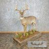 Whitetail Deer Life-Size Taxidermy Mount For Sale - Image 2