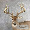 Whitetail Deer Life-Size Taxidermy Mount For Sale - Image 3