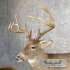 Whitetail Deer Life-Size Taxidermy Mount For Sale - Image 4