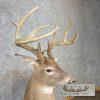 Whitetail Deer Life-Size Taxidermy Mount For Sale - Image 5