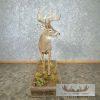Whitetail Deer Life-Size Taxidermy Mount For Sale - Image 6