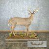 Whitetail Deer Life-Size Taxidermy Mount For Sale - Image 7
