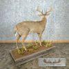 Whitetail Deer Life-Size Taxidermy Mount For Sale - Image 8
