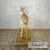 Whitetail Deer Life-Size Taxidermy Mount For Sale - Image 9