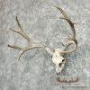 Mule Deer Skull Antler European Mount For Sale - Image 2