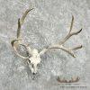 Mule Deer Skull Antler European Mount For Sale - Image 3