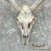 Mule Deer Skull Antler European Mount For Sale - Image 4