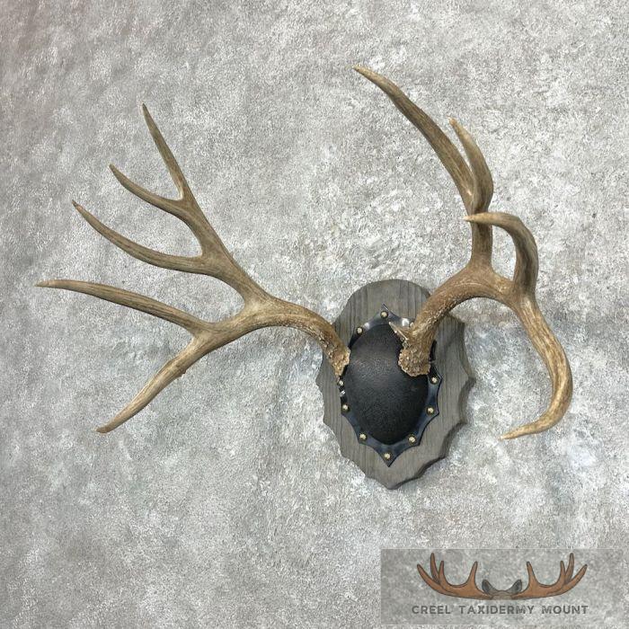 Mule Deer Antler Plaque Taxidermy Mount For Sale - Image 2