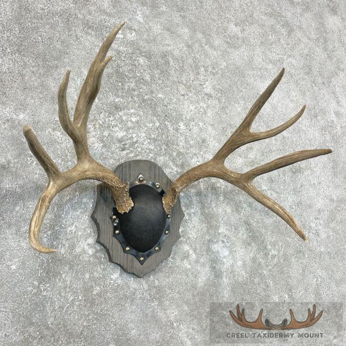 Mule Deer Antler Plaque Taxidermy Mount For Sale - Image 3