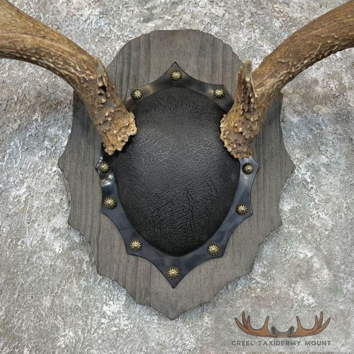 Mule Deer Antler Plaque Taxidermy Mount For Sale - Image 4