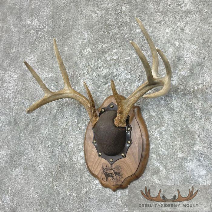 Whitetail Deer Antler Plaque Taxidermy Mount For Sale - Image 2