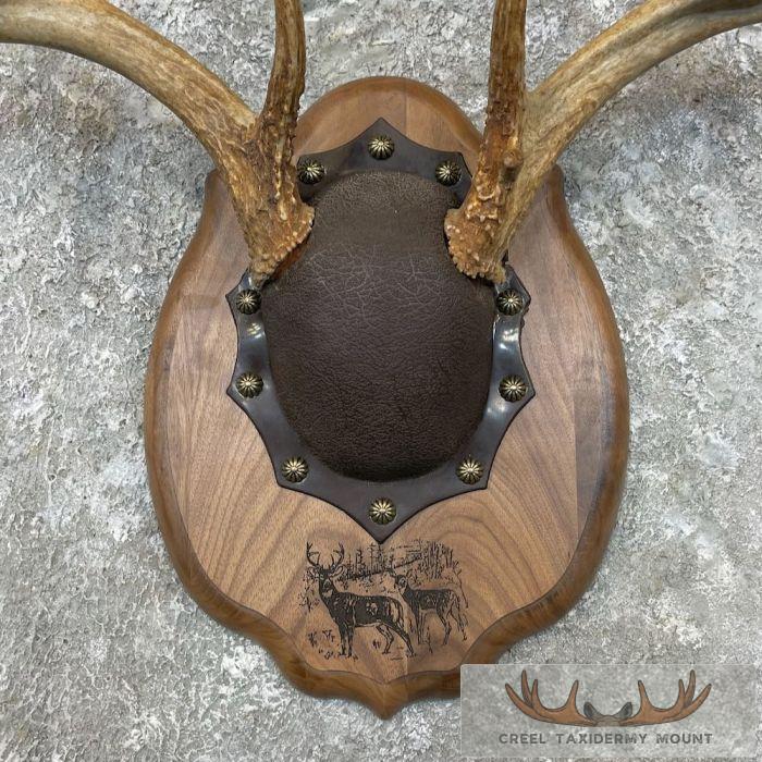Whitetail Deer Antler Plaque Taxidermy Mount For Sale - Image 4