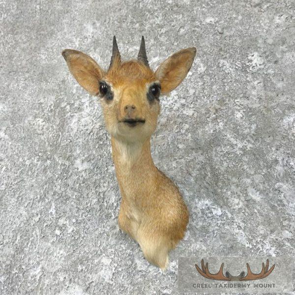 Kirk's Dik-Dik Taxidermy Shoulder Mount For Sale - Image 2