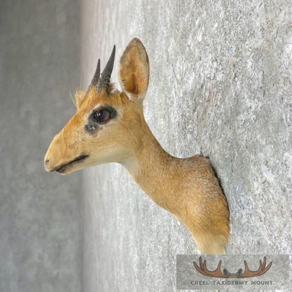 Kirk's Dik-Dik Taxidermy Shoulder Mount For Sale - Image 3