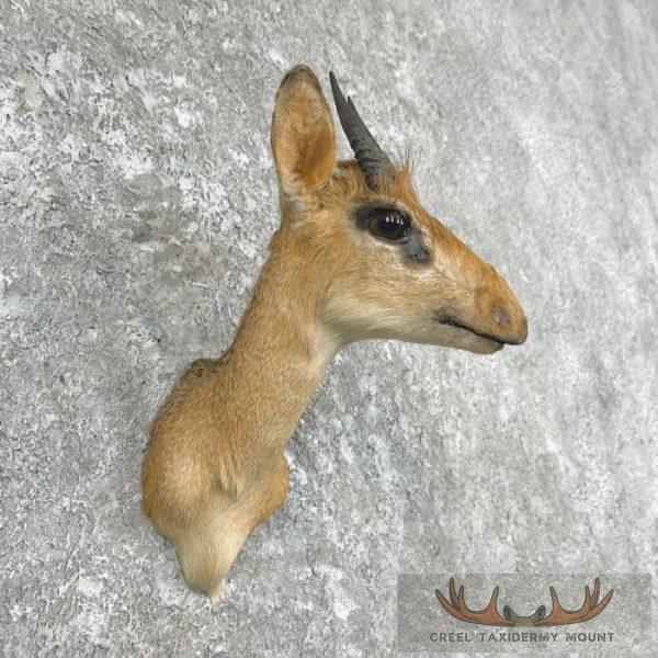 Kirk's Dik-Dik Taxidermy Shoulder Mount For Sale - Image 4
