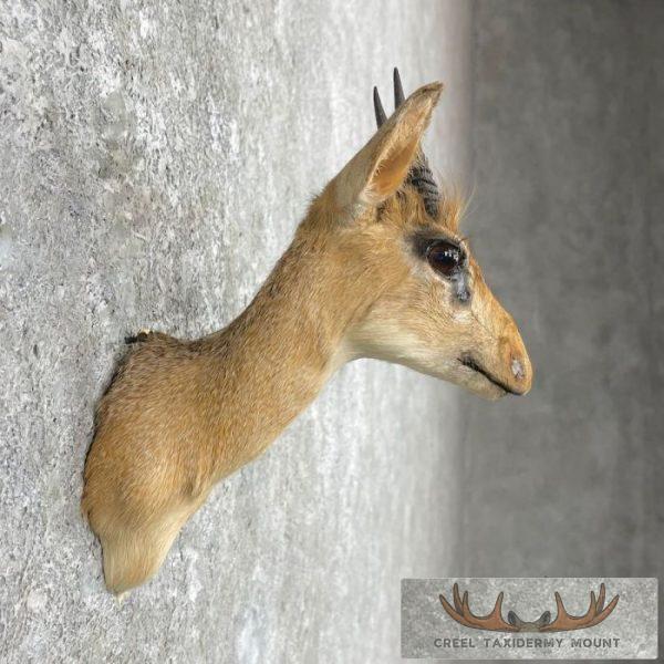 Kirk's Dik-Dik Taxidermy Shoulder Mount For Sale - Image 5