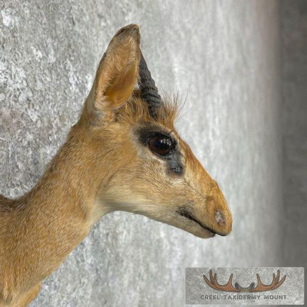Kirk's Dik-Dik Taxidermy Shoulder Mount For Sale - Image 6