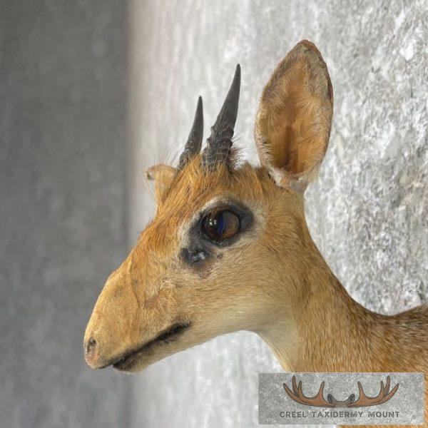 Kirk's Dik-Dik Taxidermy Shoulder Mount For Sale - Image 7
