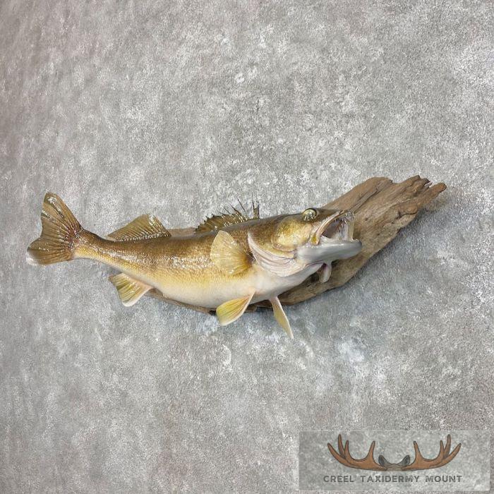 Walleye Taxidermy Fish Mount For Sale - Image 2