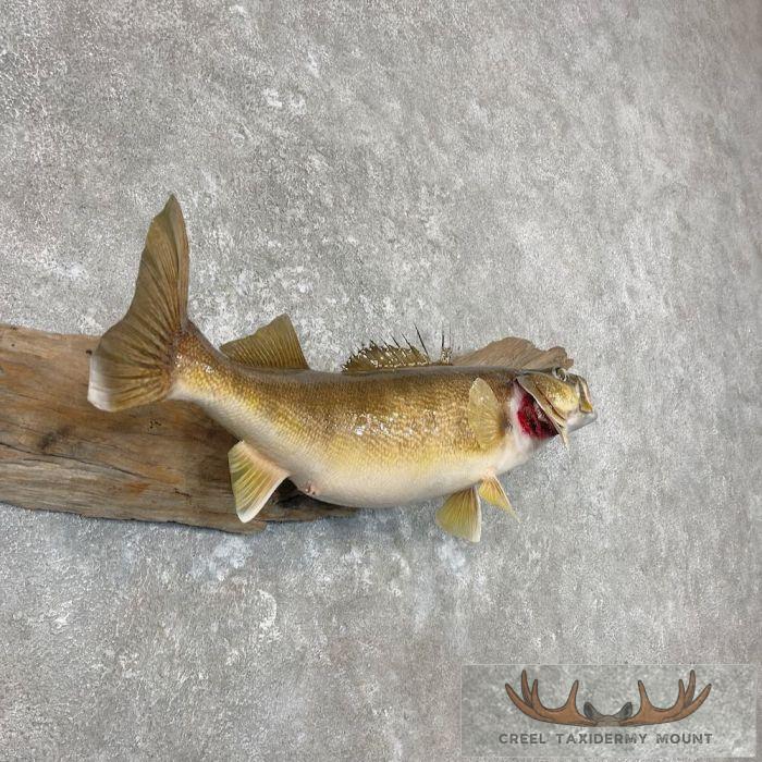 Walleye Taxidermy Fish Mount For Sale - Image 3