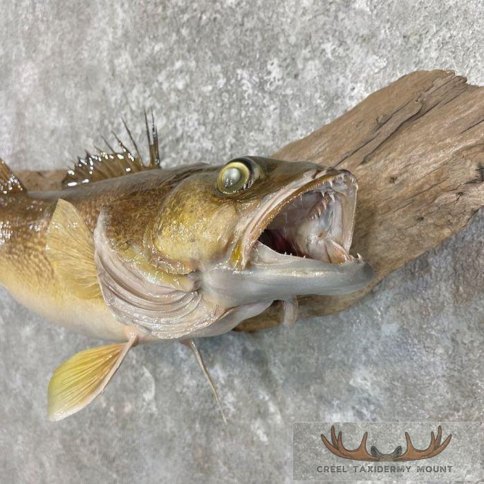 Walleye Taxidermy Fish Mount For Sale - Image 4