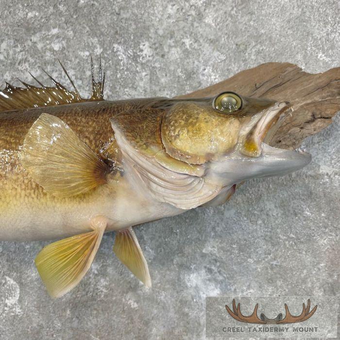 Walleye Taxidermy Fish Mount For Sale - Image 5