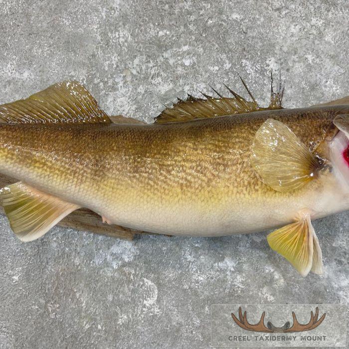 Walleye Taxidermy Fish Mount For Sale - Image 6