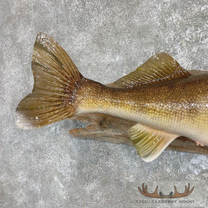 Walleye Taxidermy Fish Mount For Sale - Image 7