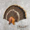 Eastern Wild Turkey Fan Taxidermy Mount For Sale - Image 2