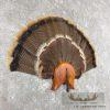 Eastern Wild Turkey Fan Taxidermy Mount For Sale - Image 3