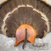 Eastern Wild Turkey Fan Taxidermy Mount For Sale - Image 4