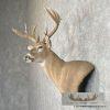 Whitetail Deer Wall Pedestal Mount For Sale - Image 3