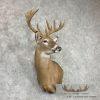 Whitetail Deer Wall Pedestal Mount For Sale - Image 4