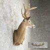 Whitetail Deer Wall Pedestal Mount For Sale - Image 5