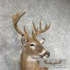 Whitetail Deer Wall Pedestal Mount For Sale - Image 6