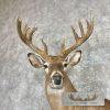 Whitetail Deer Wall Pedestal Mount For Sale - Image 7