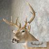 Whitetail Deer Wall Pedestal Mount For Sale - Image 8