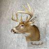 Whitetail Deer Taxidermy Shoulder Mount For Sale - Image 2