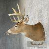 Whitetail Deer Taxidermy Shoulder Mount For Sale - Image 3