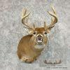 Whitetail Deer Taxidermy Shoulder Mount For Sale - Image 4