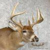 Whitetail Deer Taxidermy Shoulder Mount For Sale - Image 6