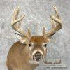 Whitetail Deer Taxidermy Shoulder Mount For Sale - Image 7