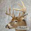 Whitetail Deer Taxidermy Shoulder Mount For Sale - Image 8