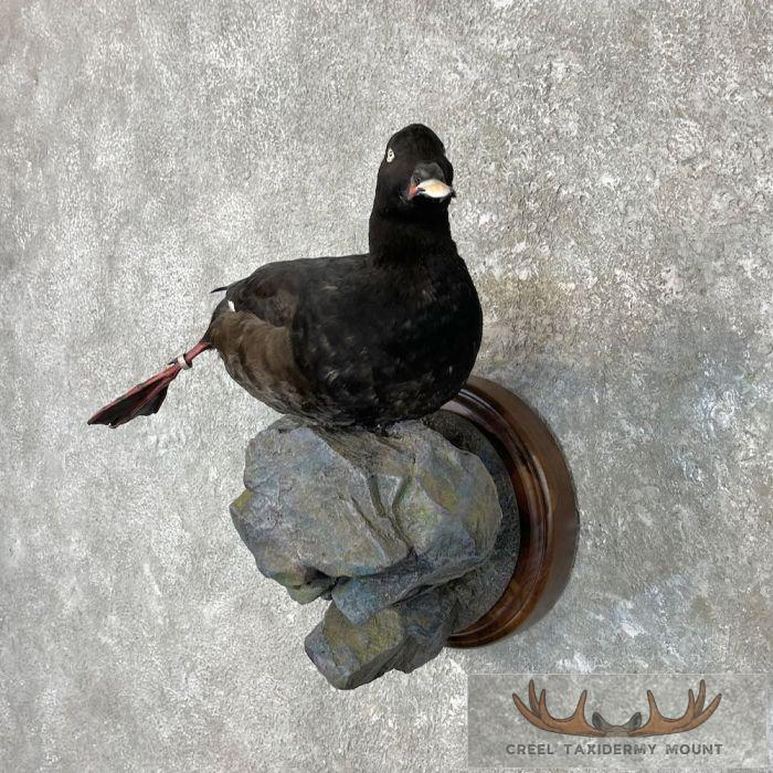 White-winged Scoter Taxidermy Bird Mount For Sale - Image 2