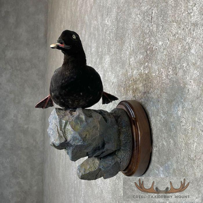 White-winged Scoter Taxidermy Bird Mount For Sale - Image 3