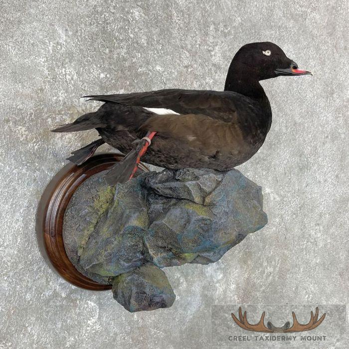 White-winged Scoter Taxidermy Bird Mount For Sale - Image 4