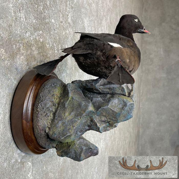 White-winged Scoter Taxidermy Bird Mount For Sale - Image 5